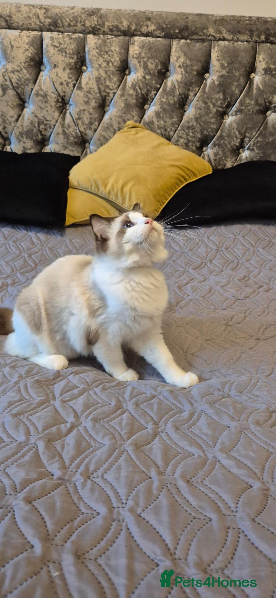 Ragdoll cats 3 TICA Registered Males for Sale. READY NOW - Advert 2