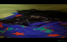 Domestic Shorthair cats for sale: One black Female Kitten - Image 1