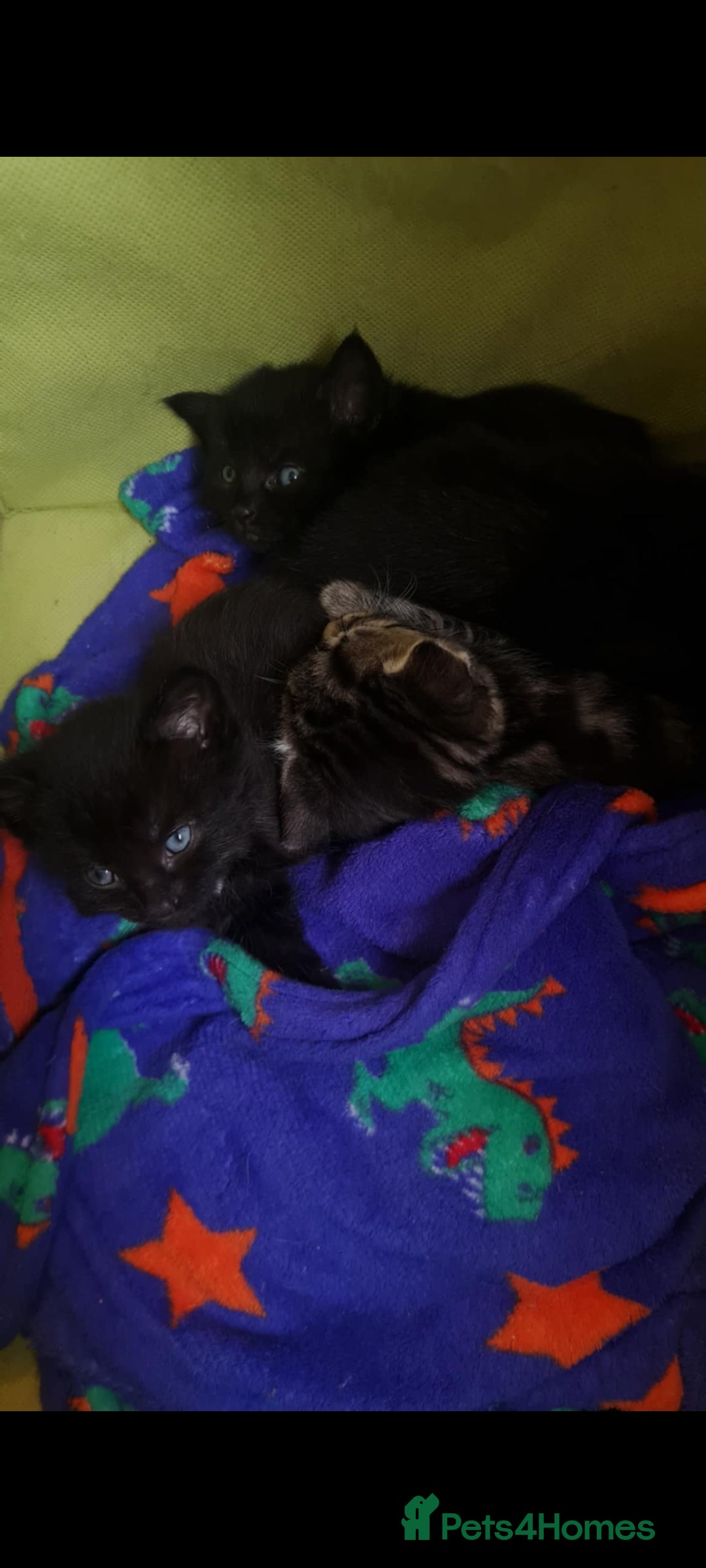 Domestic Shorthair cats for sale: One black Female Kitten - Image 1