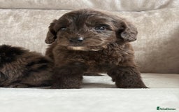 Cockapoo dogs for sale: 😍😍 F1 cockapoo puppies 😍😍 - Image 3