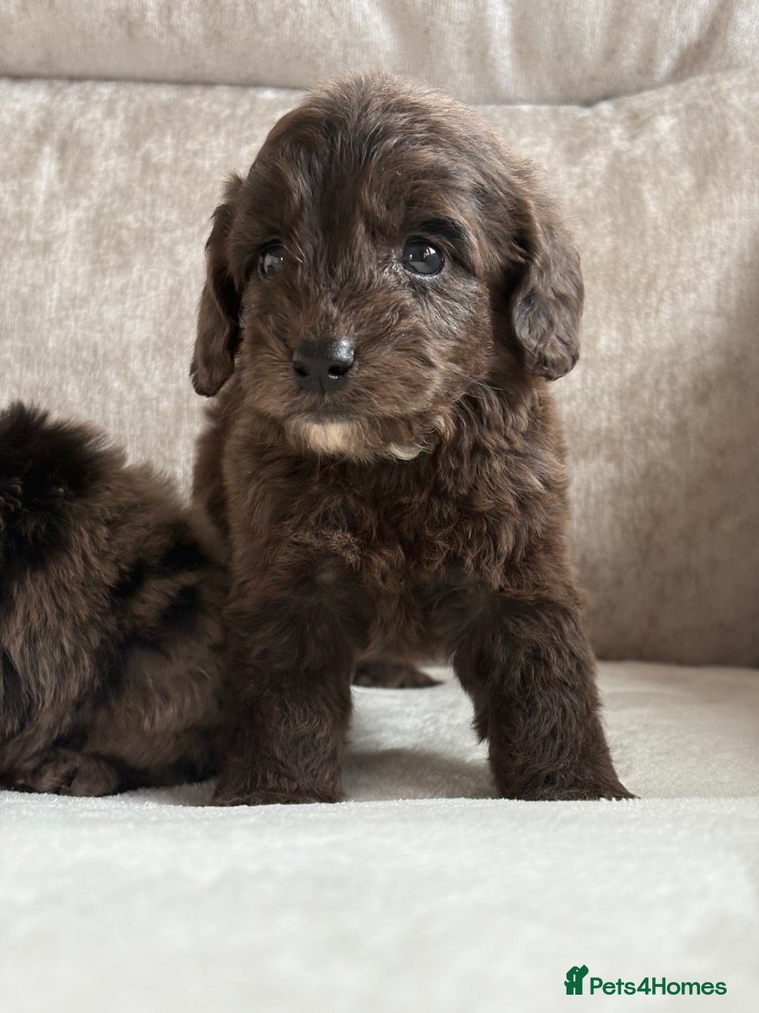 Cockapoo dogs for sale: 😍😍 F1 cockapoo puppies 😍😍 - Image 3