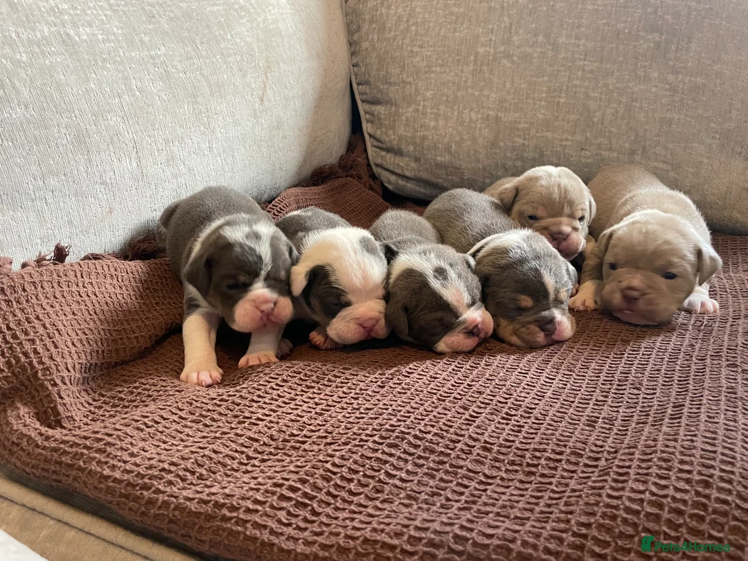 Old Tyme Bulldog dogs for sale: 10 beautiful old tyme English bulldog puppies  in Stratford-upon-Avon - Advert 40