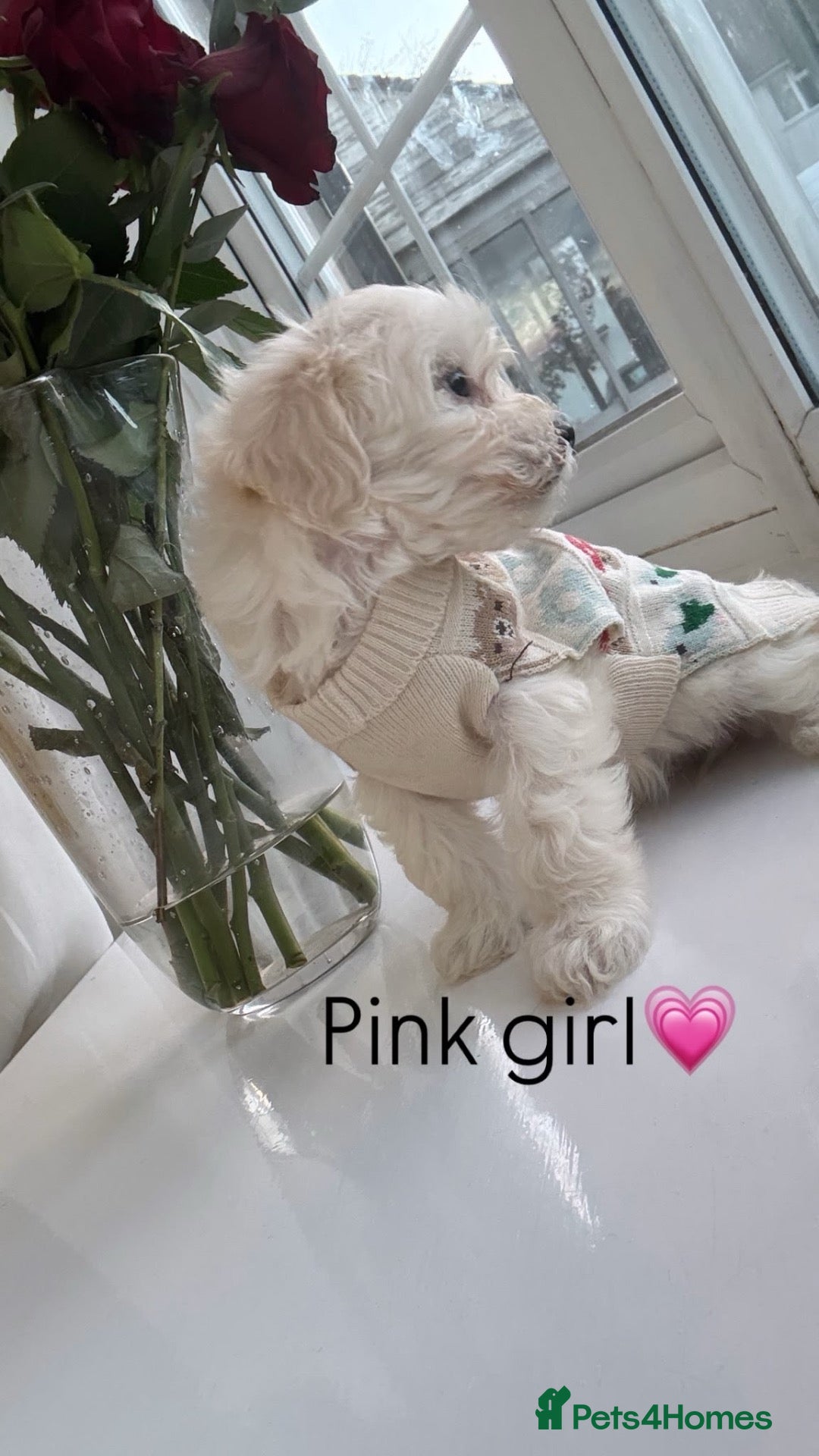 Maltipoo dogs F1 Maltipoo babies KC reg parents - Advert 2