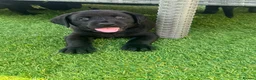 Labrador Retriever dogs for sale: Gorgeous English Labradors * 1 boy available*  - Advert 1