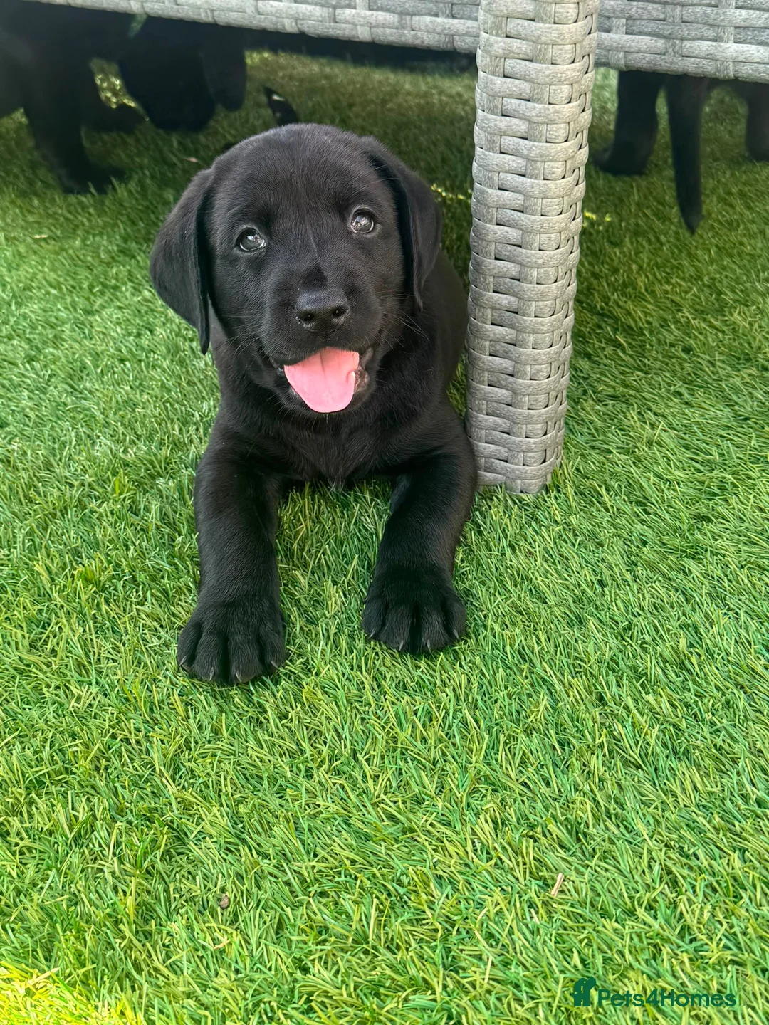 Labrador Retriever dogs for sale: Gorgeous English Labradors * 1 boy available*  - Advert 1
