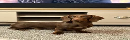 Dachshund dogs for stud: Monty  in Bradford - Advert 9