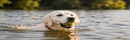 Golden Retriever dogs for sale: DNA Health tested - Champion Lines  - Advert 8