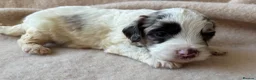 Sproodle dogs for sale: F1 Sproodle Puppies  - Advert 19