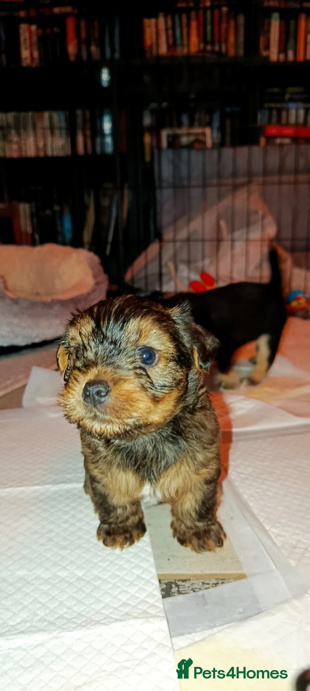 Mixed Breed dogs for sale: Healthy, Happy Puppies Available - Advert 10