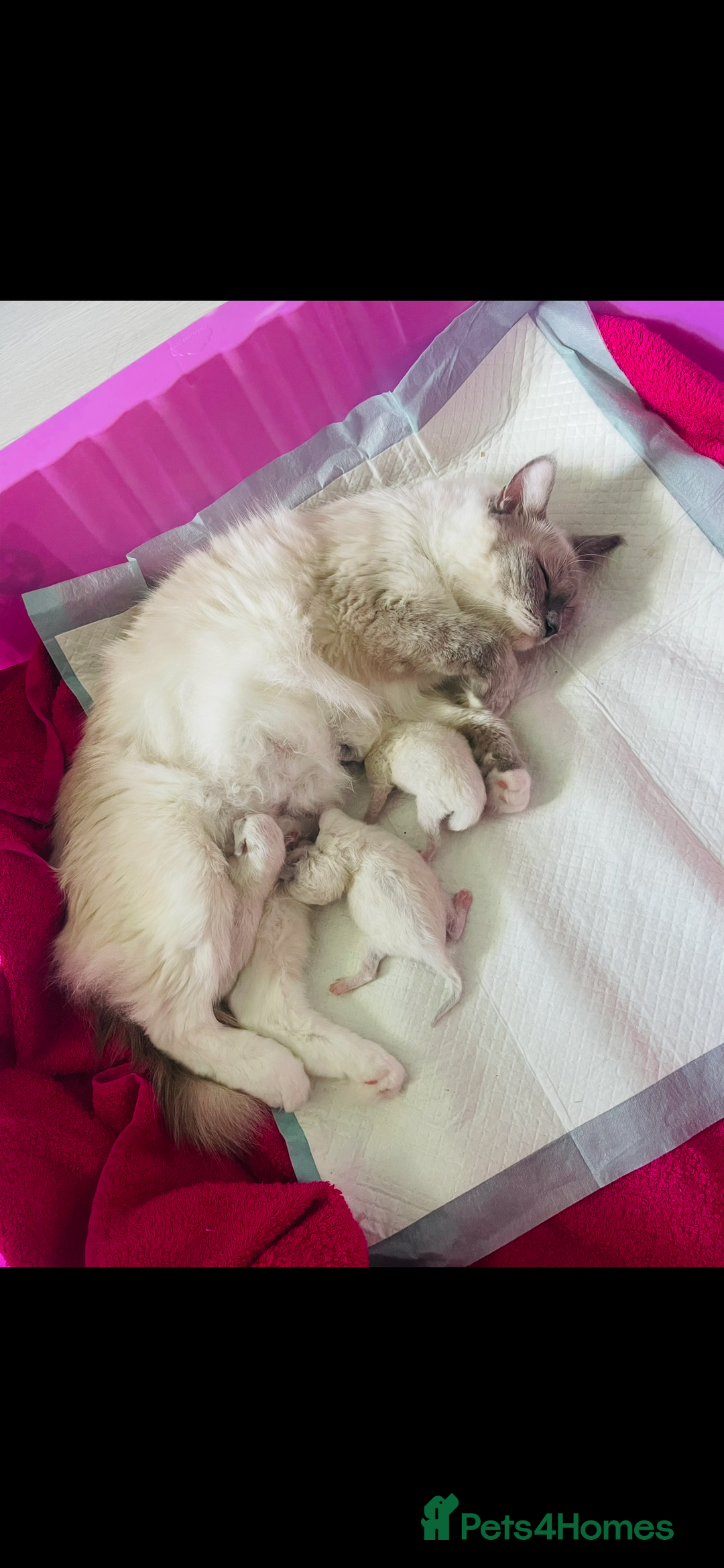 Ragdoll cats for sale: 3 beautiful ragdoll kittens  - Advert 2