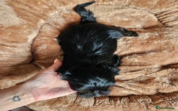 Yorkshire Terrier dogs for sale: DNA tested parents possible Dilution Yorkies - Image 35