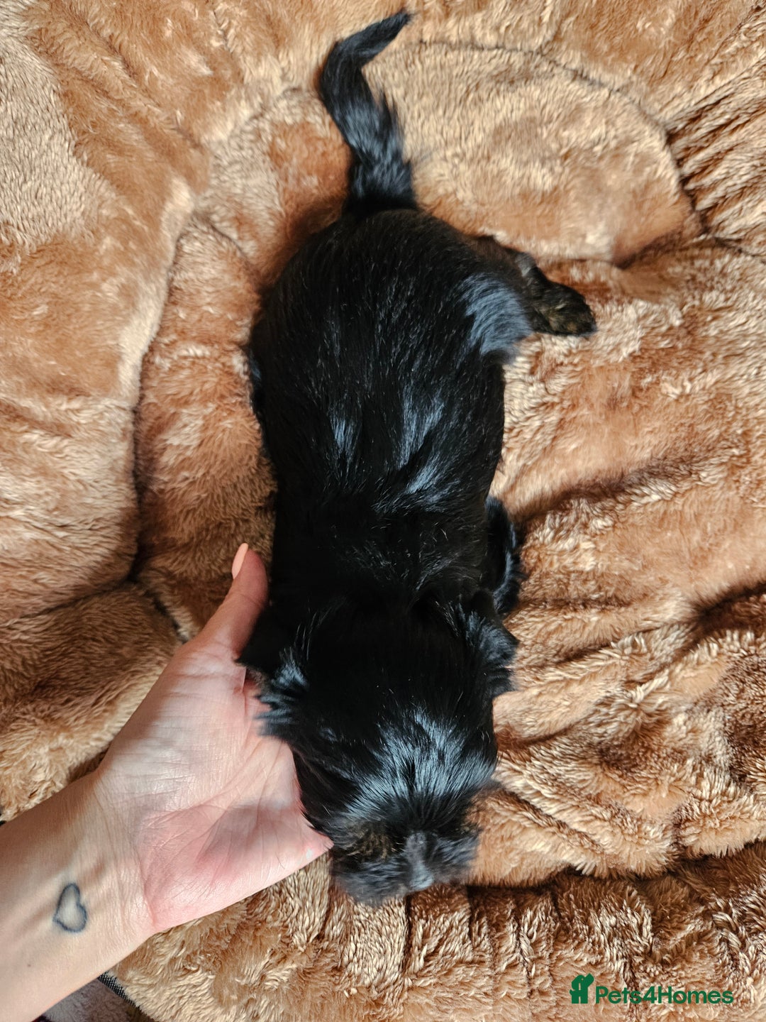 Yorkshire Terrier dogs for sale: DNA tested parents possible Dilution Yorkies - Image 35