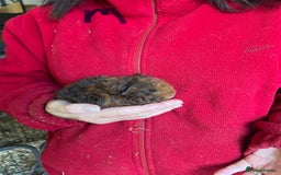 Guinea Pig rodents for sale: Texel and Lunkarya Guinea Pigs - Image 10