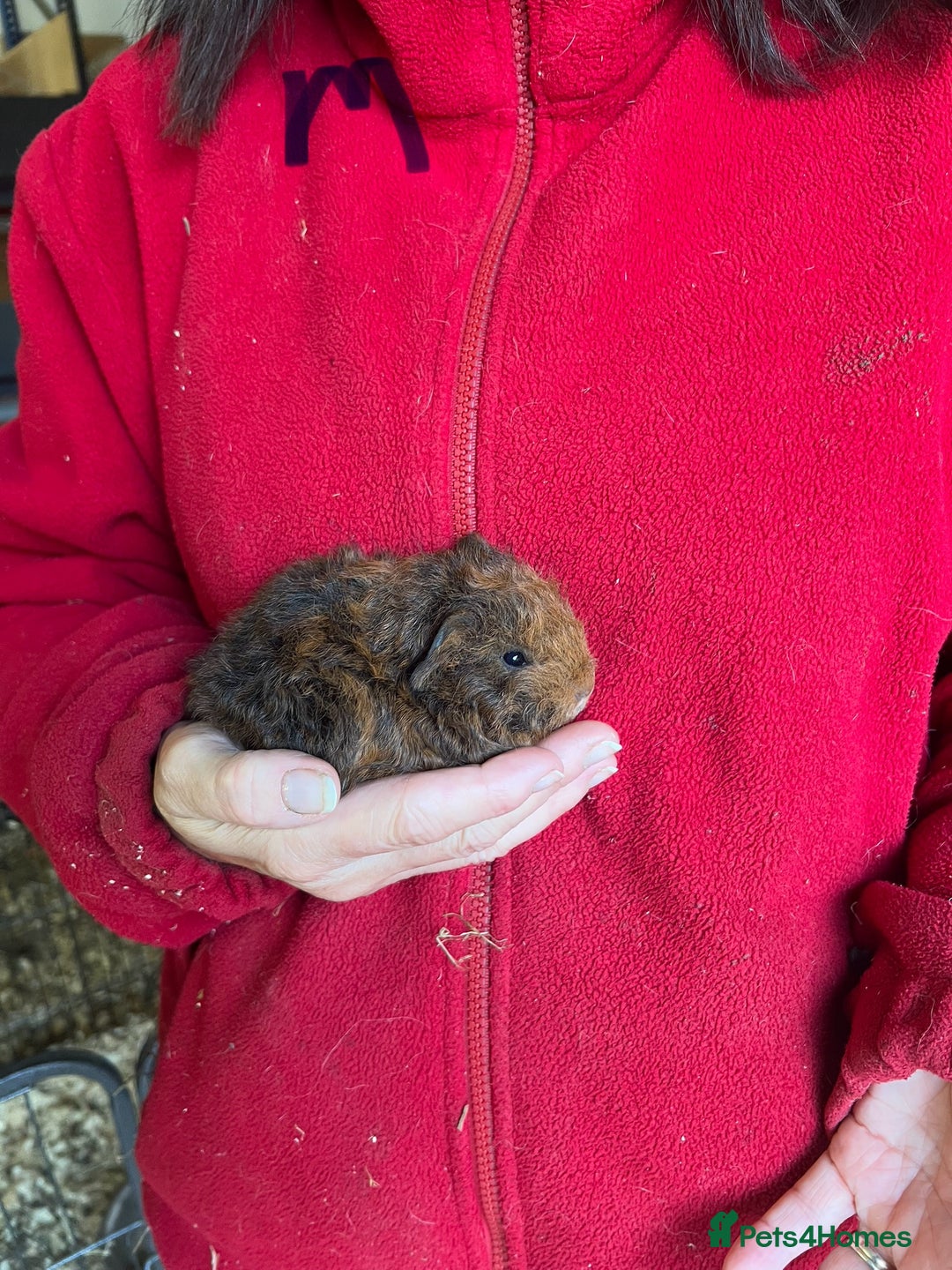 Guinea Pig rodents for sale: Texel and Lunkarya Guinea Pigs - Image 10