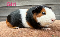 Guinea Pig rodents for sale: Updated - Various breeds - pairs/single - Image 3