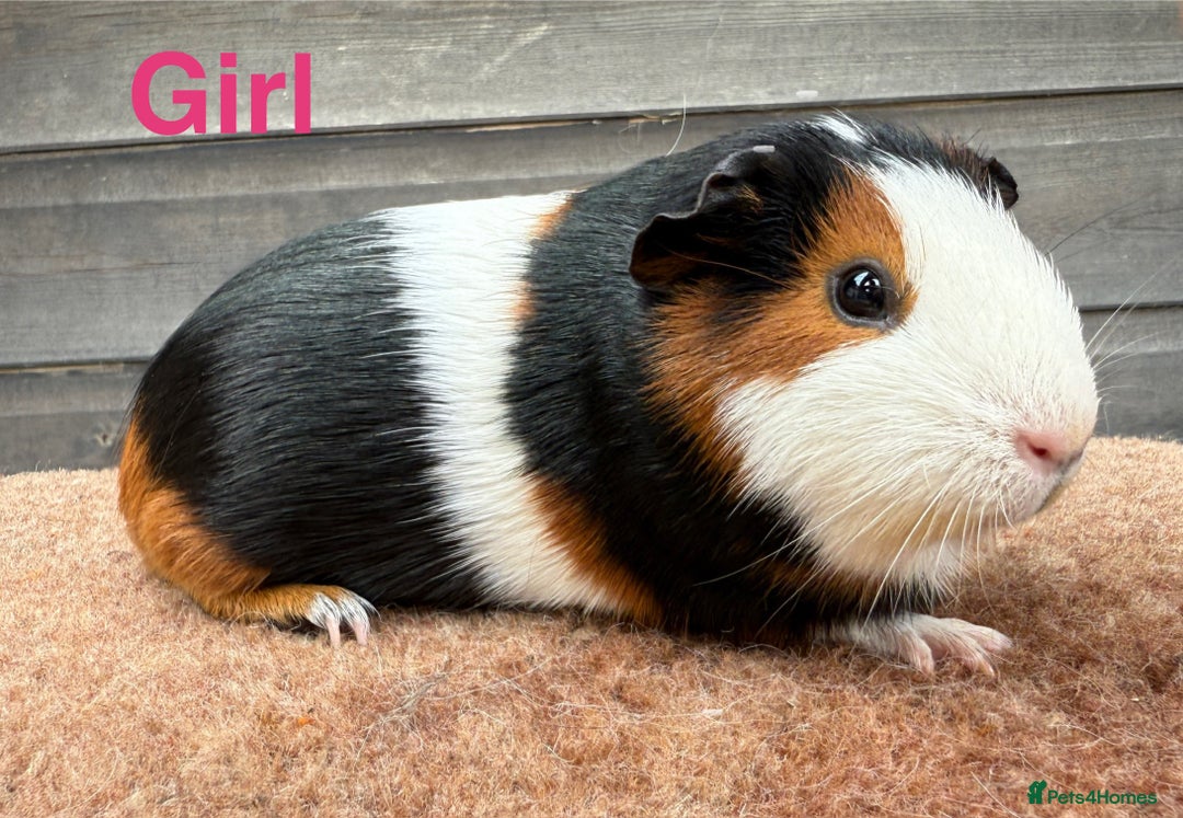 Guinea Pig rodents for sale: Updated - Various breeds - pairs/single - Image 3