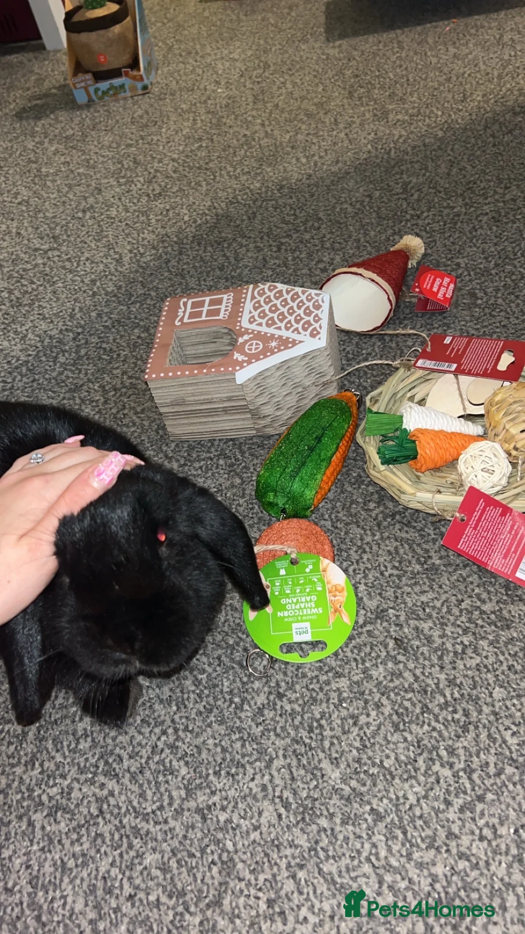 French Lop rabbits for sale: 29 month old (lop) male rabbit - Rex in Blackburn - Advert 1