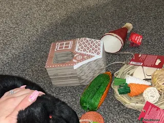 French Lop rabbits 29 month old (lop) male rabbit - Rex in Blackburn - Advert 1