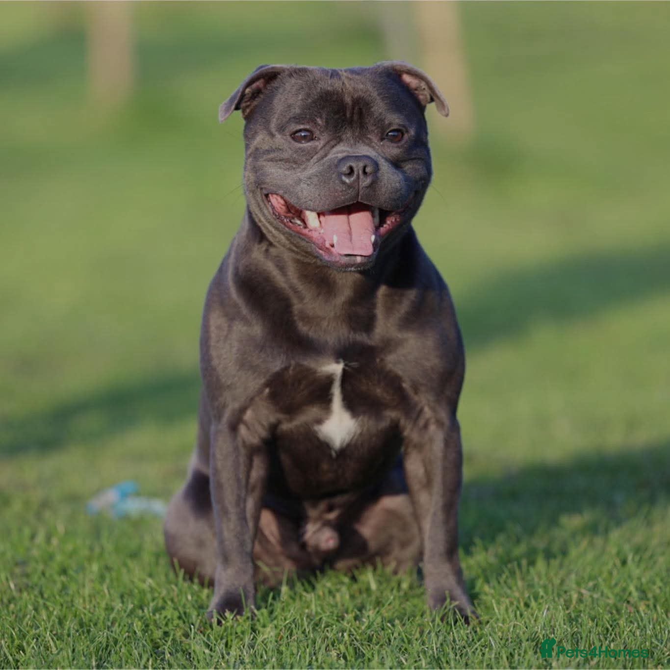 Staffordshire Bull Terrier dogs KC REG ROYAL REGIMENT BABIES - Advert 1
