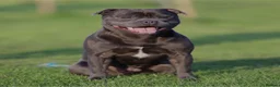 Staffordshire Bull Terrier dogs for sale: KC REG ROYAL REGIMENT BABIES - Advert 1
