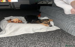 Mixed Breed dogs for sale: Bassett puppy  - Image 3