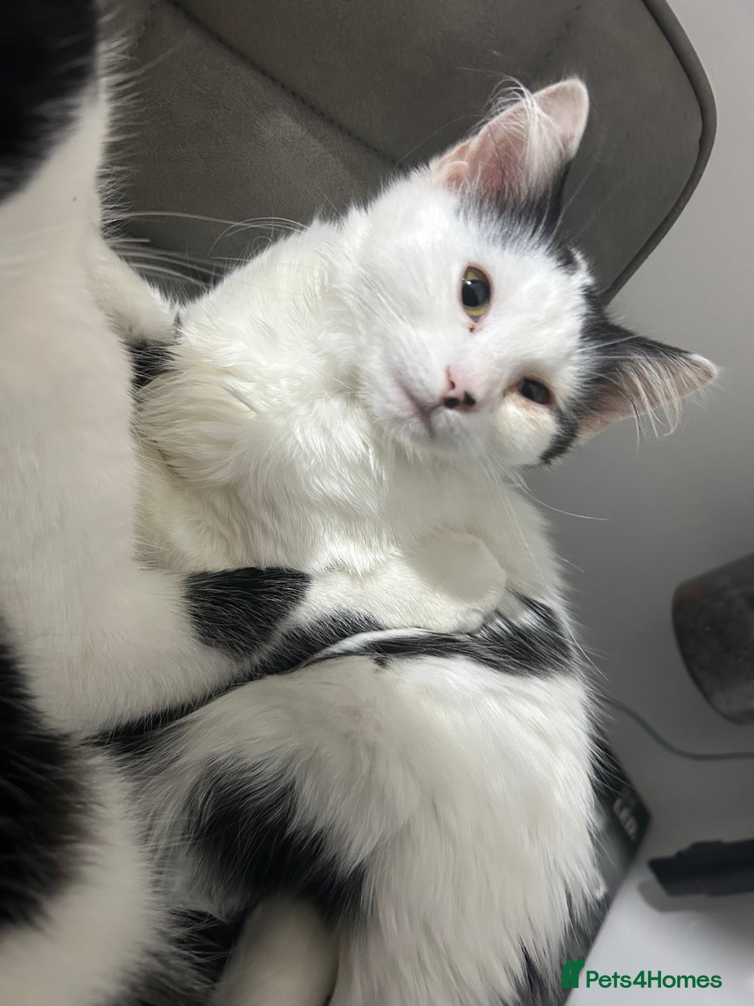 Mixed Breed cats for sale: 3 kittens for sale  - Advert 4