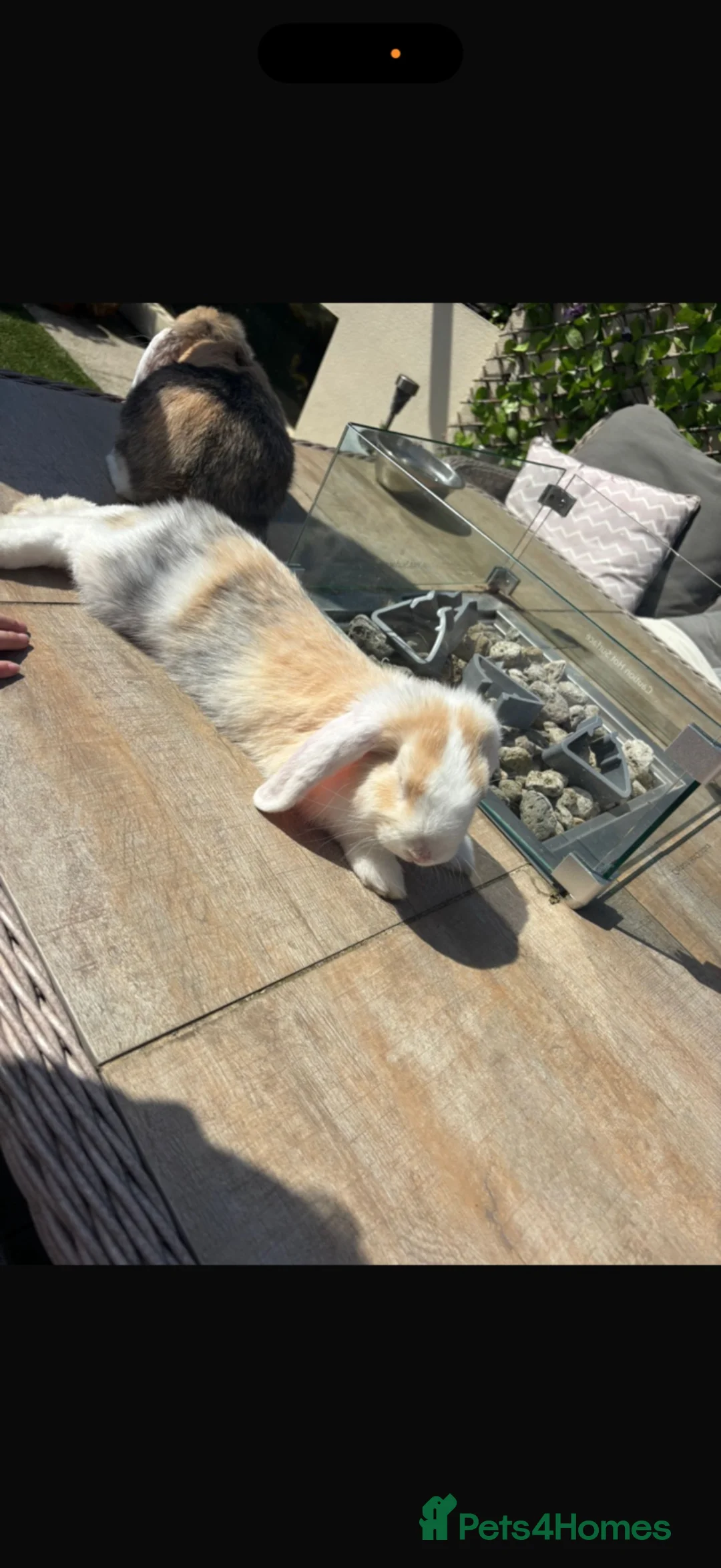 Mini Lop rabbits for sale: 🐰 Bonded Mini Lop Rabbits Looking for a New Home in Peterborough - Advert 2
