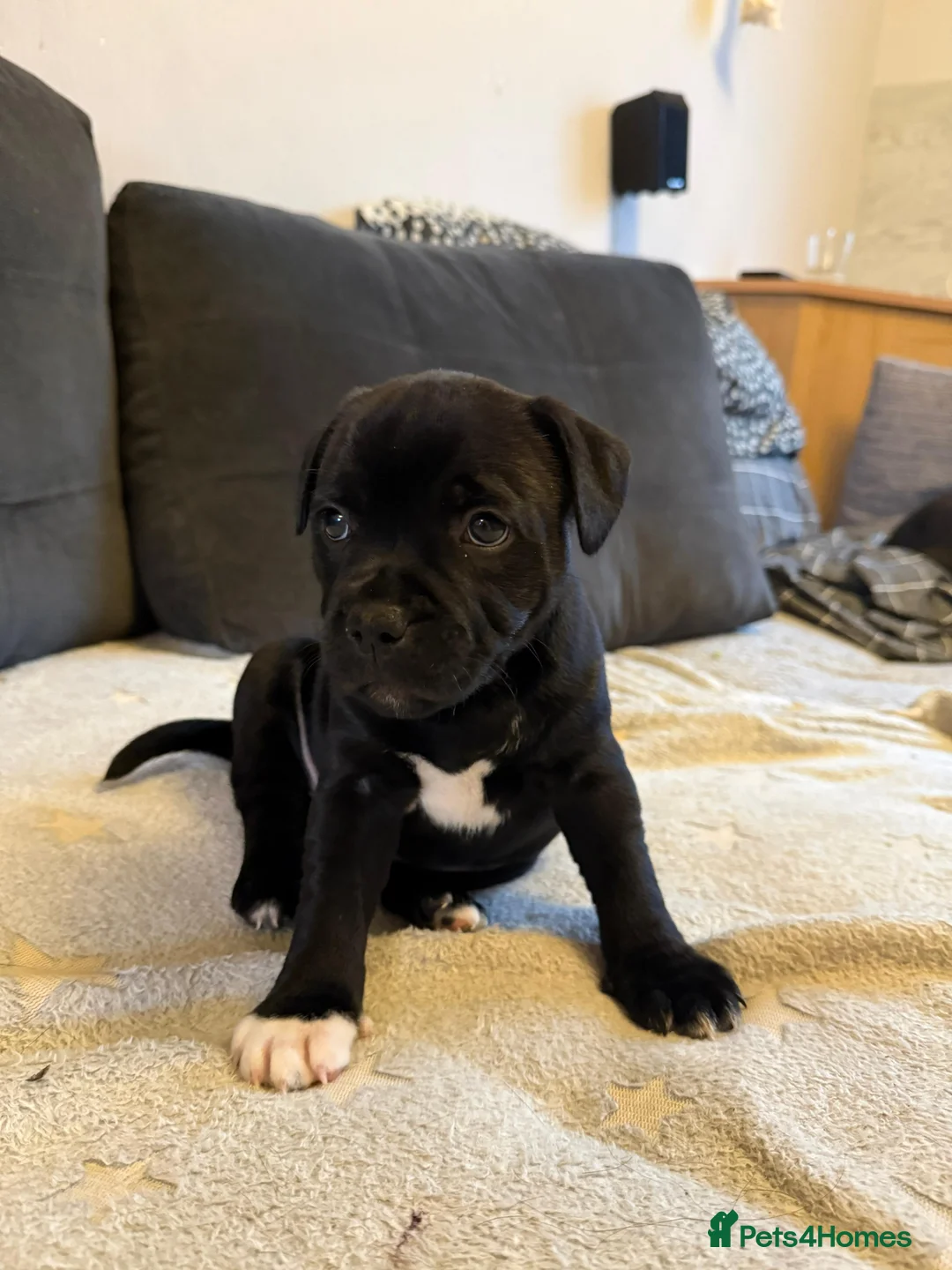 Staffordshire Bull Terrier dogs for sale: Staffordshire Bull Terrier puppies KC registered  - Advert 10