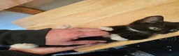 Mixed Breed cats for sale: KITTENS FOR SALE READY TO LEAVE NOW - Advert 18