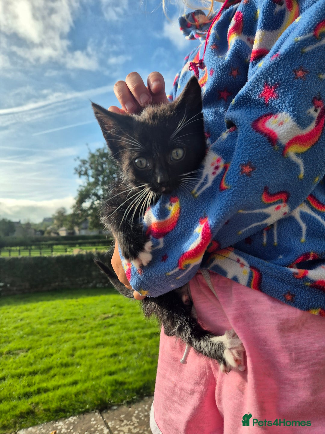 Mixed Breed cats for sale: Georgous Kittens Tabby / B&W - Ready now - Image 6