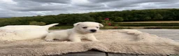 West Highland Terrier dogs for sale: Pedigree KC registered WESTIE puppies in Welshpool - Advert 9