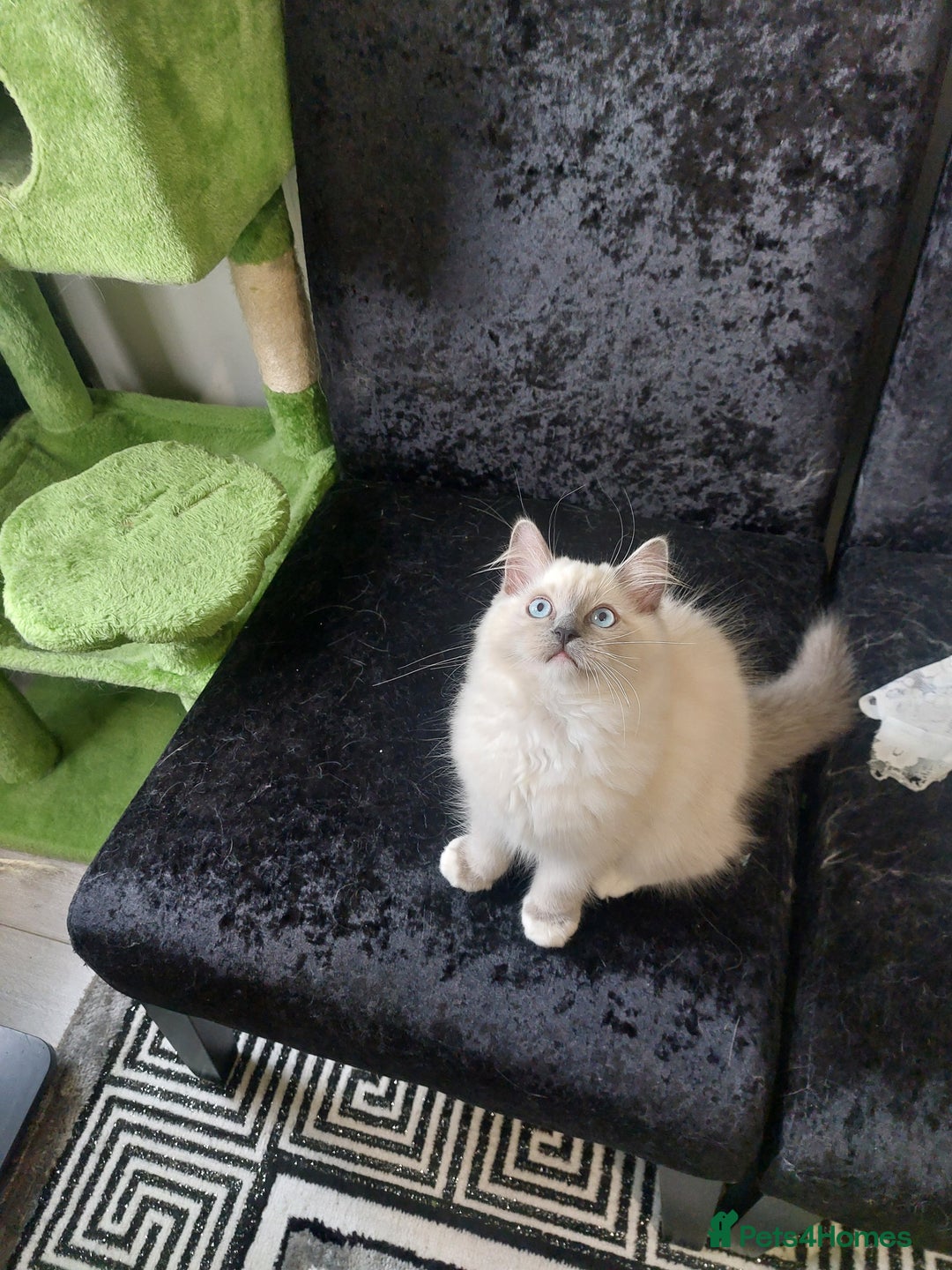 Ragdoll cats for sale: Adorable purebred original Ragdoll boy. 🐱 - Advert 7