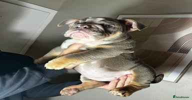 English Bulldog dogs - Advert 4