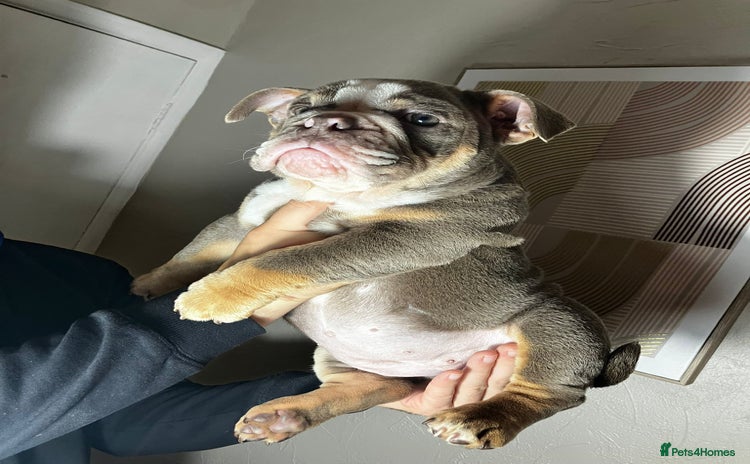 English Bulldog dogs - Advert 3