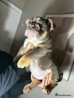 English Bulldog dogs - Advert 3