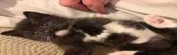 Mixed Breed cats for sale: Beautiful black and white fluffy kittens  in Holywell - Advert 2