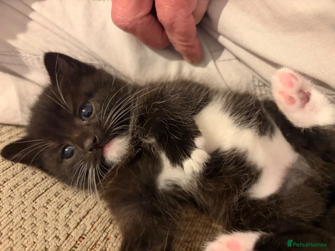 Mixed Breed cats for sale: Beautiful black and white fluffy kittens  in Holywell - Advert 2