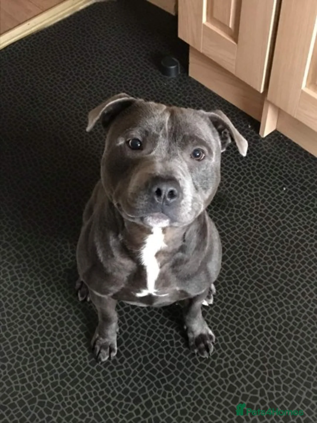 Staffordshire Bull Terrier dogs for stud: Stud for breeding in Ilkeston - Advert 8
