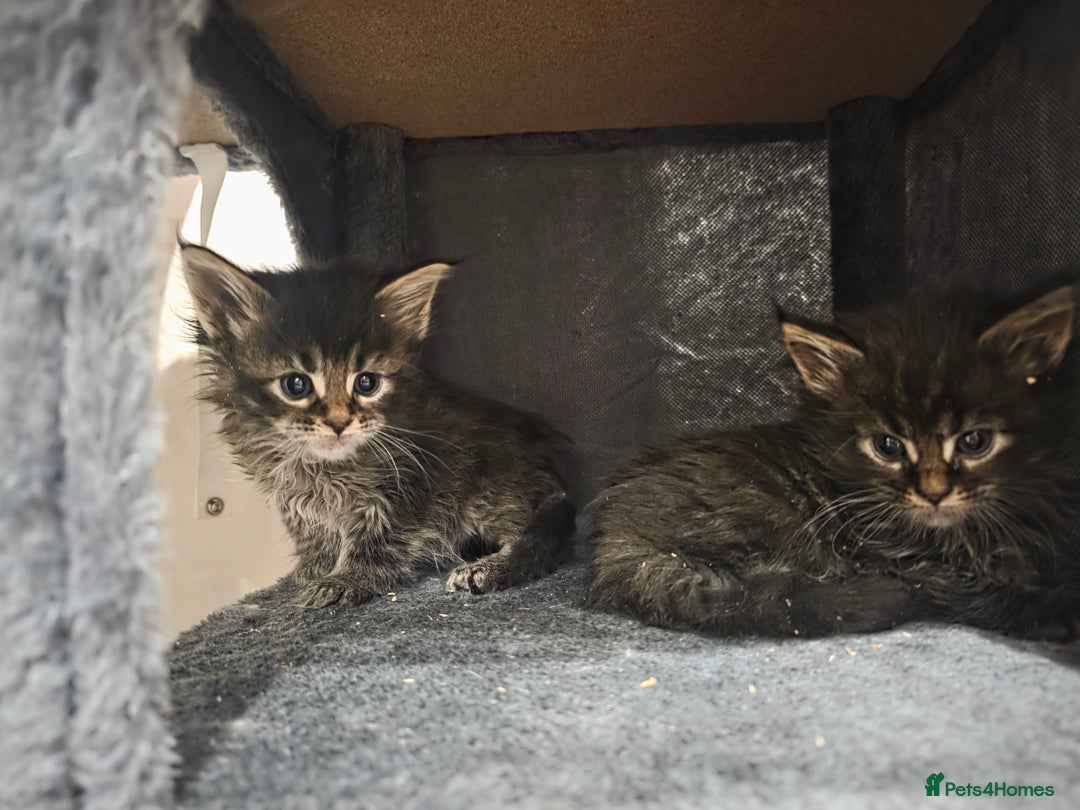 Maine Coon cats for sale: Beautiful Maine Coon kittens  - Advert 16