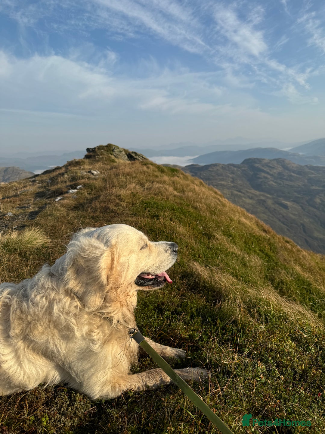 Golden Retriever dogs for stud: Dog for stud  - Image 5