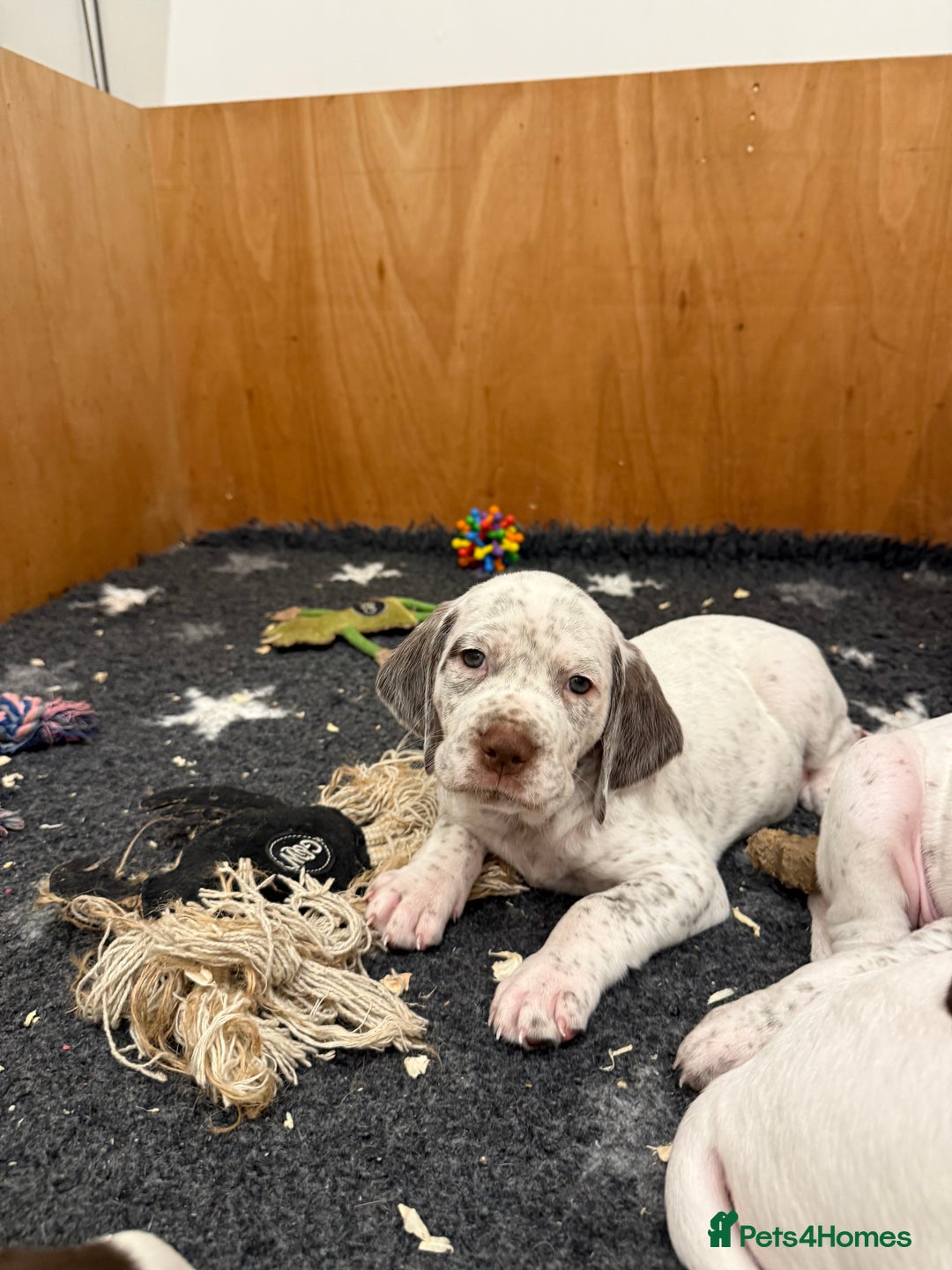 Braque du Bourbonnais dogs for sale: Braque du Bourbonnais Puppies - Image 5