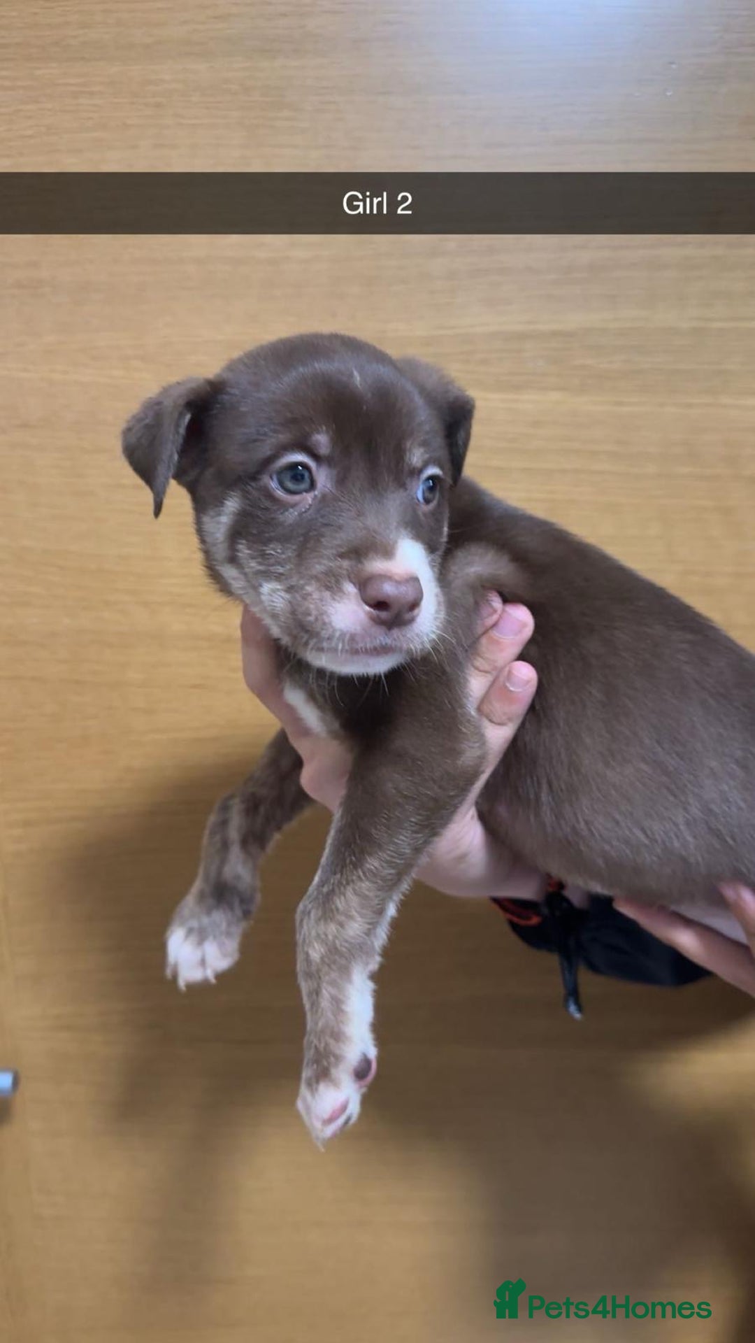 Mixed Breed dogs for sale: Puppies for sale  - Image 9