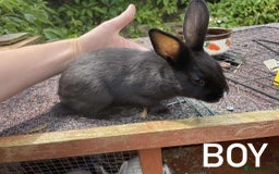 Rex rabbits for sale: Rex X Dutch Bunnies, Ready for homes now.  in Swansea - Image 3