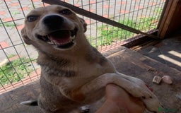 Mixed Breed dogs for adoption: 💖🐶 ROSITA 🐶💖 - Image 12