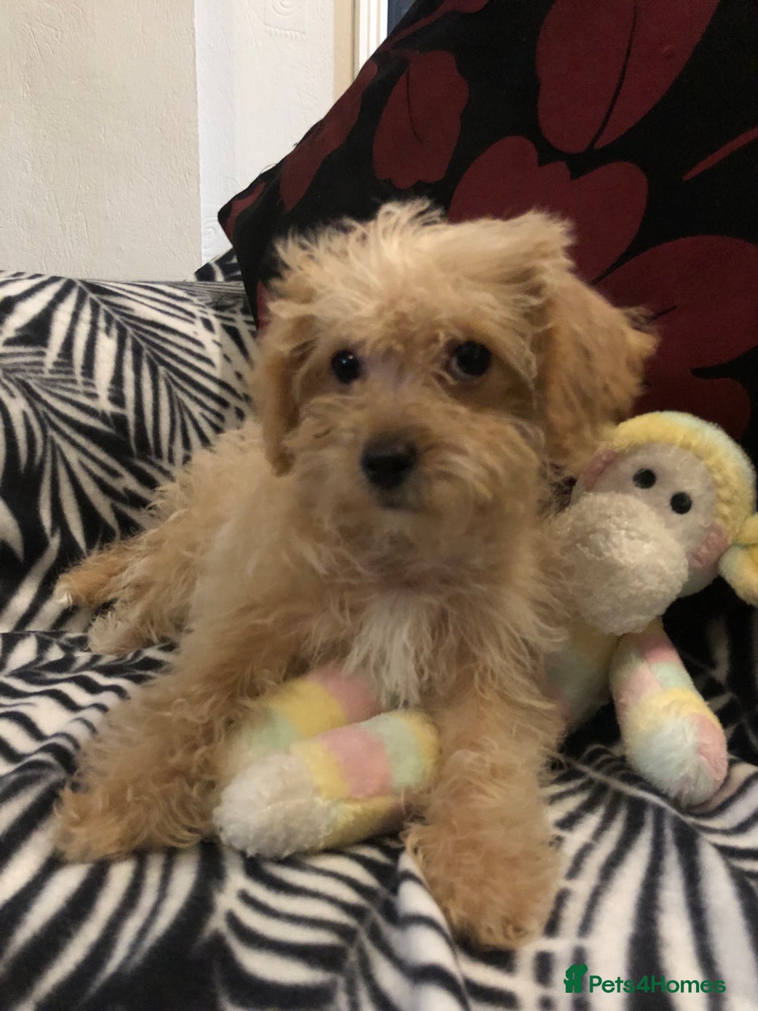 Mixed Breed dogs for sale: shihpoo x maltese puppies for sale - Advert 10