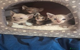 Oriental cats for sale: 2 Oriental boys left ( sold ) - Image 20