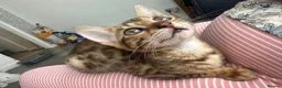 Bengal cats for sale: Stunning Bengal girl - Advert 6