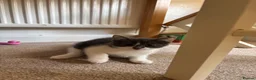 Mixed Breed cats for sale: Grey and White male kitten  - Advert 3