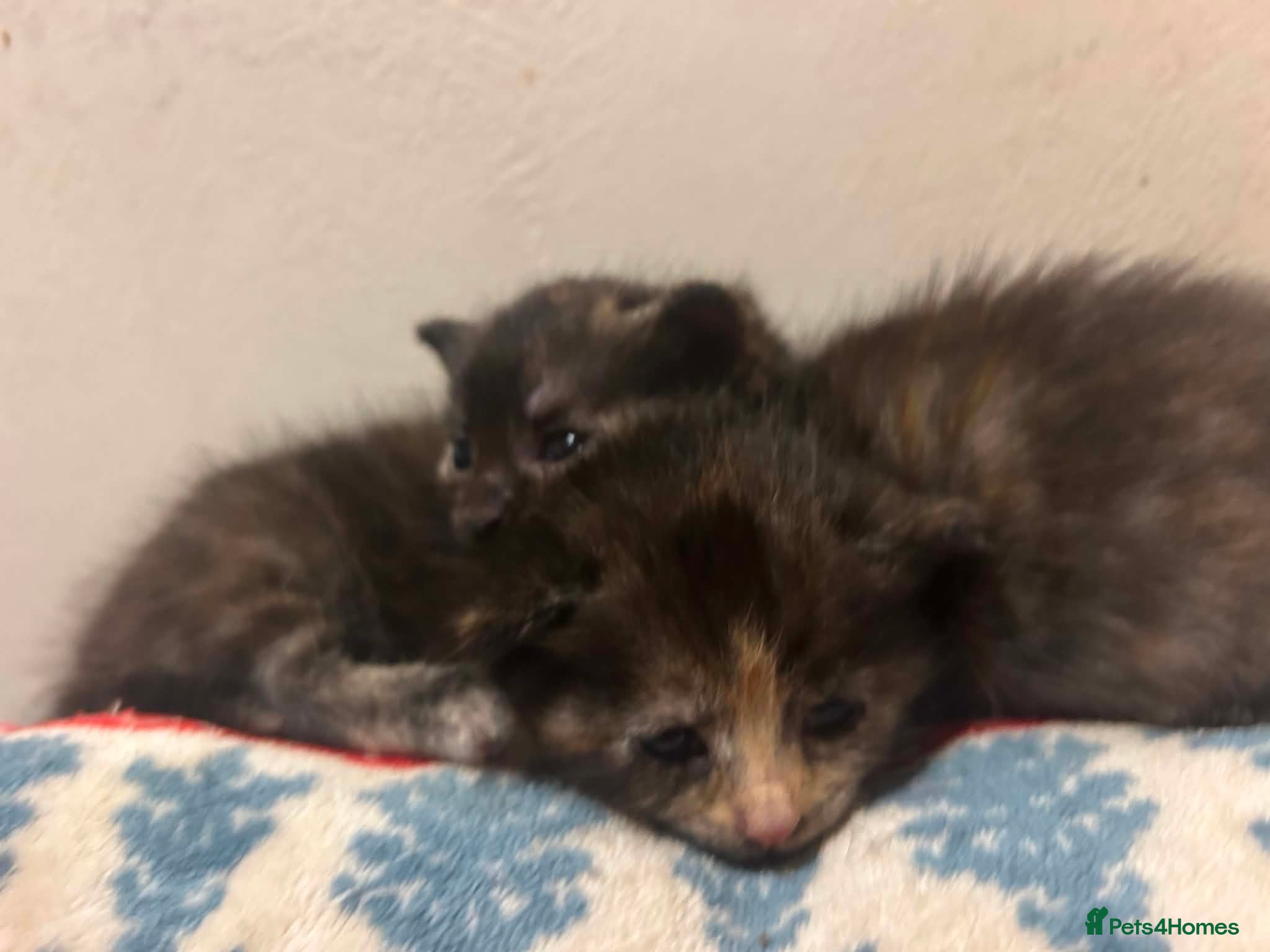Mixed Breed cats for sale: Cute kittens  - Advert 1
