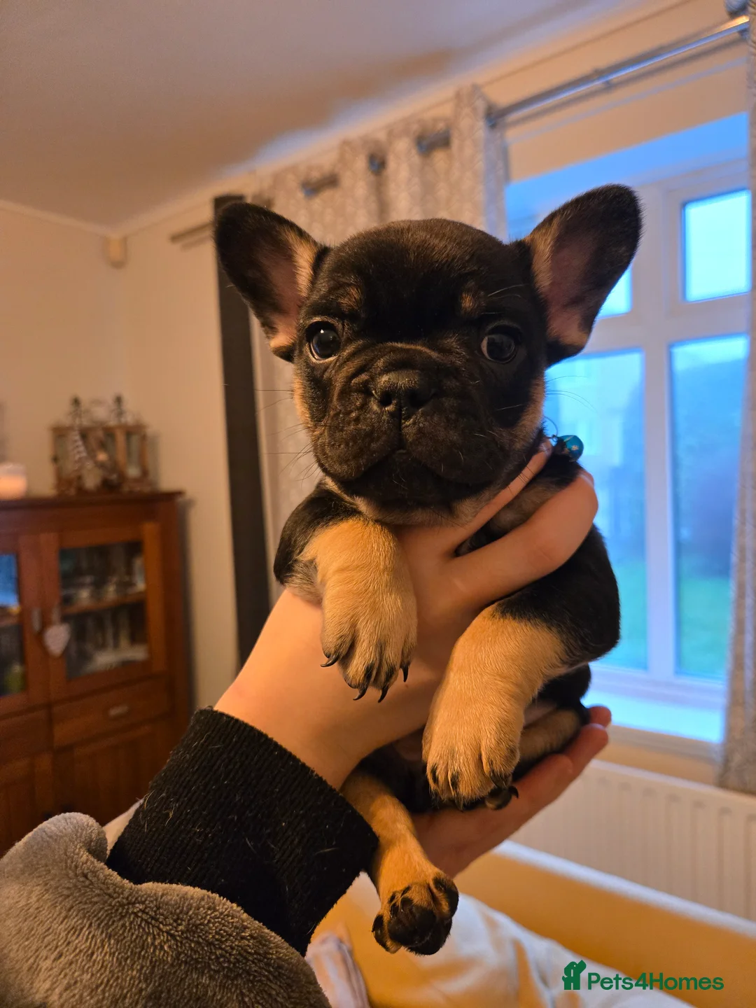 French Bulldog dogs for sale: French bulldog puppies.  - Advert 14
